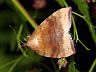 moth-image