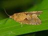 moth-image