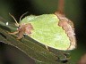 moth-image
