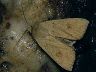 moth-image