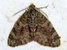 moth-image