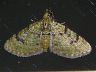 moth-image