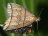 moth-image