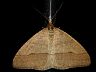 moth-image