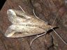moth-image