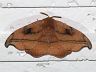 moth-image