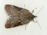 moth-image