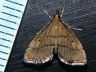 moth-image