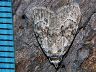 moth-image