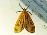 moth-image