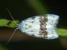 moth-image