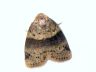 moth-image