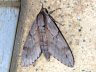 moth-image