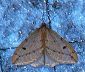 moth-image