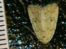 moth-image