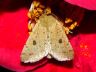 moth-image
