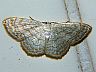 moth-image