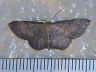 moth-image