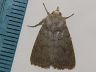 moth-image