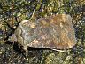 moth-image