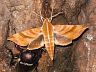moth-image