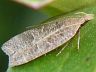 moth-image