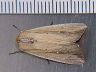 moth-image