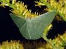 moth-image