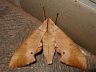 moth-image