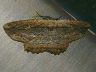 moth-image