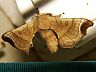 moth-image