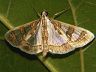 moth-image