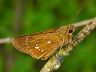 butterfly-image