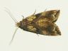moth-image