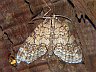 moth-image