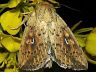 moth-image