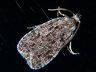moth-image