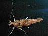moth-image