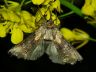 moth-image