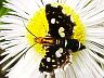 moth-image