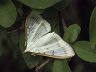 moth-image