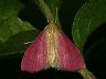 moth-image