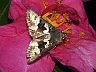 moth-image