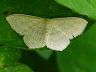 moth-image