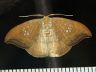 moth-image