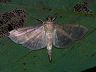 moth-image