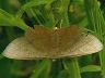 moth-image