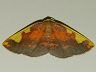 moth-image