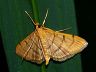 moth-image