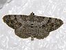 moth-image